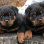 German-Rottweiler-Puppies-Photos