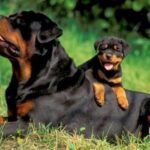 Rottweiler_