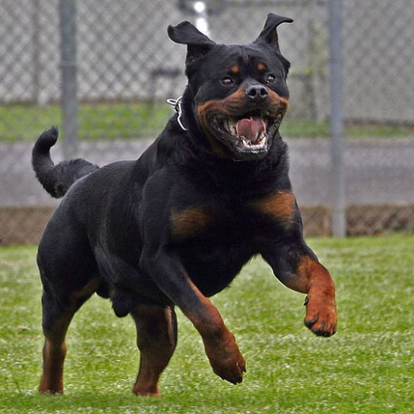 Quali giochi per Rottweiler proporre al tuo cane?