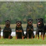 rottweiler_family