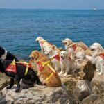 1279024686076_2_cani_Sics_Tirreno