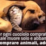 animalisti_fan2
