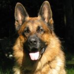 asslan 1