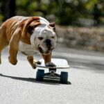 bulldog inglese, skateboard 165606