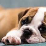 bulldog_inglese
