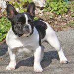 french_bulldog_1