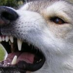 cane-aggressivo