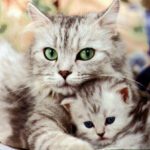 gatta con cucciolo
