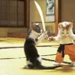 gattini apprendisti ninja