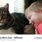 gatto-tara-eroe-salva-bambino-storia