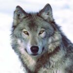 images (1)