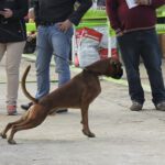 Rufus_2-2