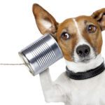 dog on the phone