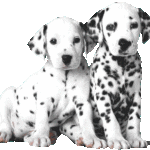 82104283_Photo-Dalmata-03