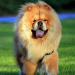 Chow-Chow-2