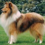 Collie