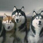 Siberian-Husky-Dogs-HD-Wallpaper